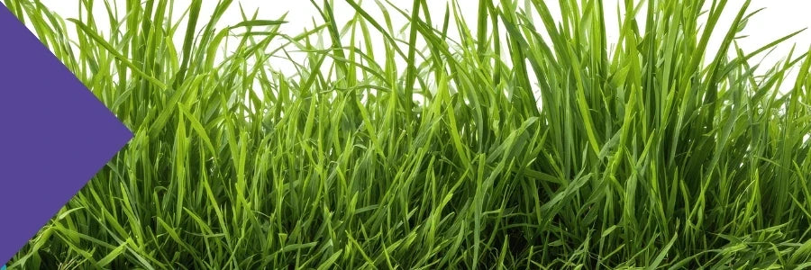 Benefits of Couch Grass Extract