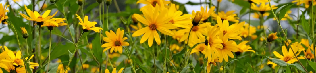 inulin benefits