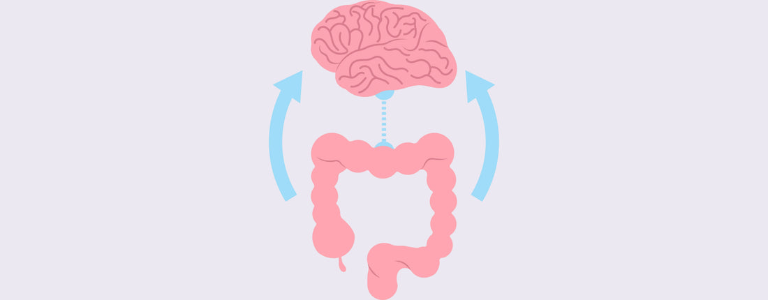 gut brain connection