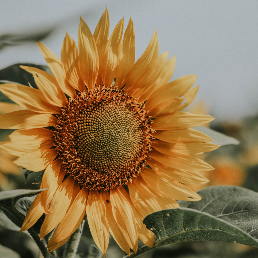 sunflower lecithin supplement