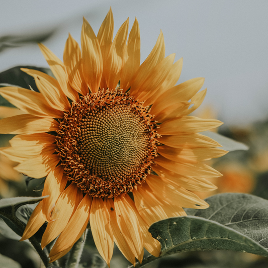 sunflower lecithin supplement