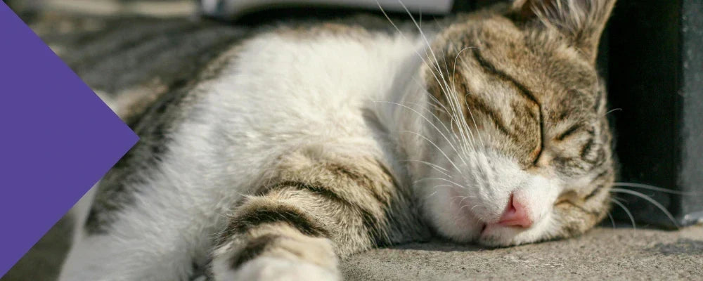 Can a Simple Prebiotic Fibre Help Your Brain and Sleep as You Age?
