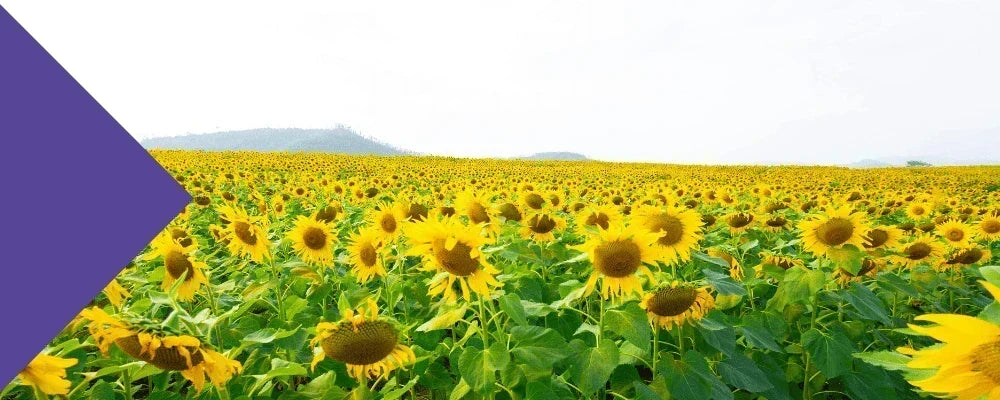 sunflower lecithin how much