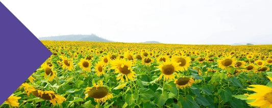 sunflower lecithin how much