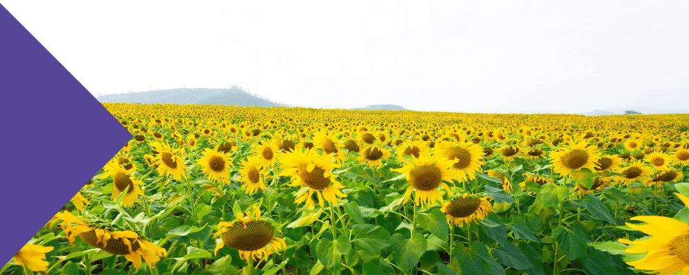 Sunflower Lecithin & Breastfeeding
