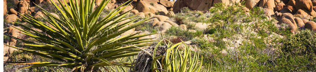 yucca powder benefits