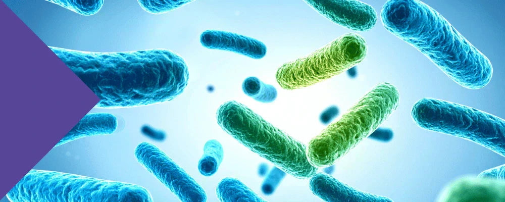 Bacillus coagulans probiotic supporting gut health, protein absorption, bone health and metabolic function.