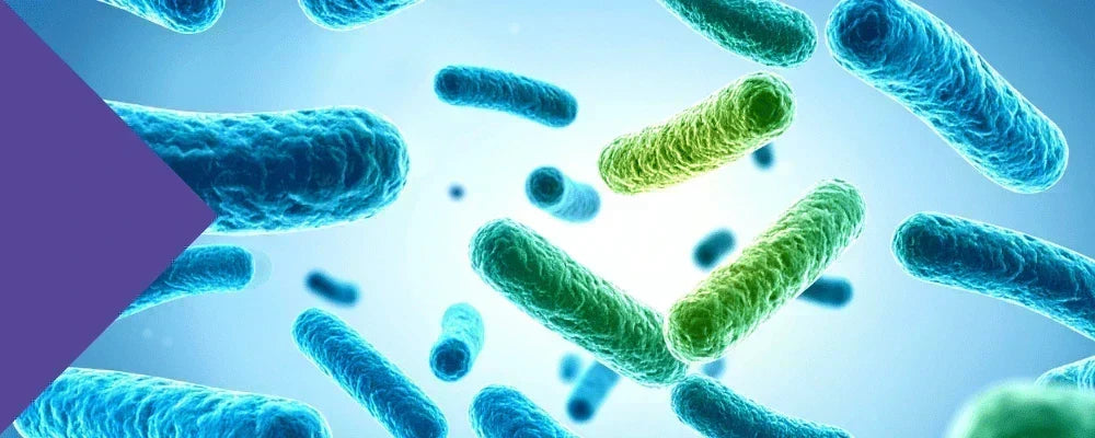 Bacillus coagulans probiotic supporting gut health, protein absorption, bone health and metabolic function.