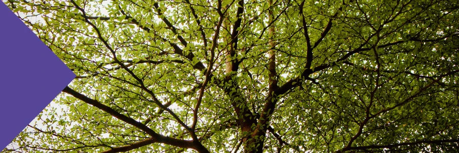 benefits of slippery elm bark powder