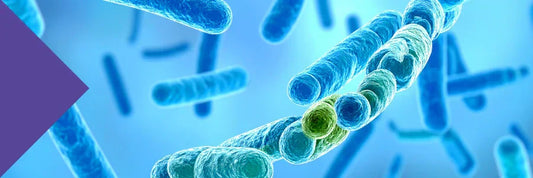 Gut Health & Antibiotics - Could One Course Affect Your Gut for Years?