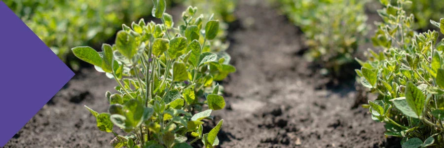 glyphosate gut health