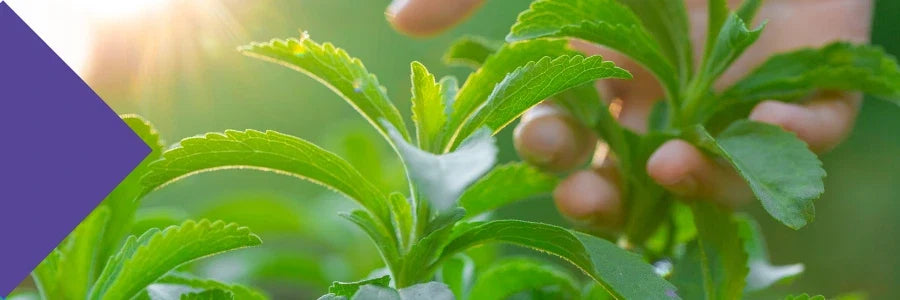 Health and Fitness: The Stevia Solution